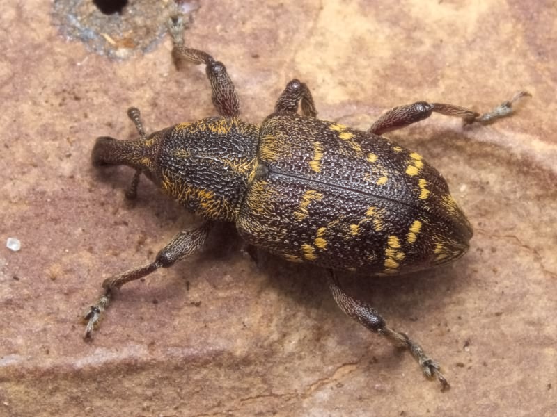 Hylobius abietis (Linnaeus, 1758)